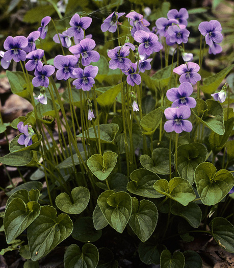 image of Viola cucullata, Blue Marsh Violet, Bog Violet